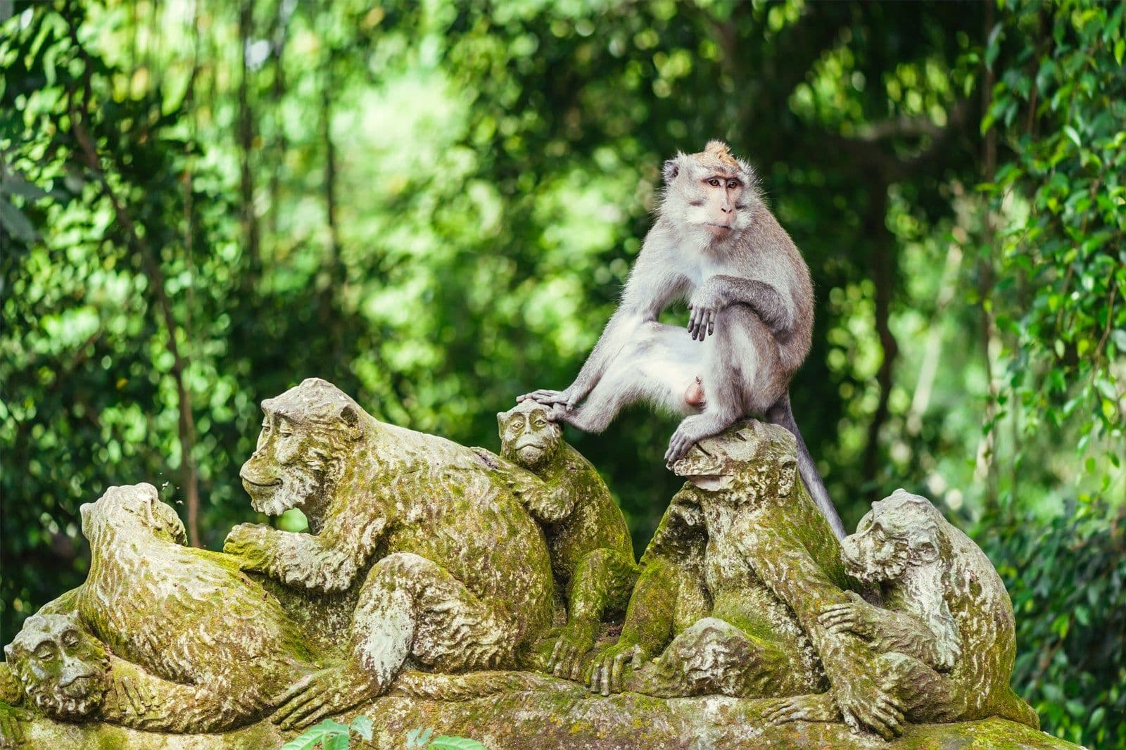 Monkey Forest Ubud near Villa Tau