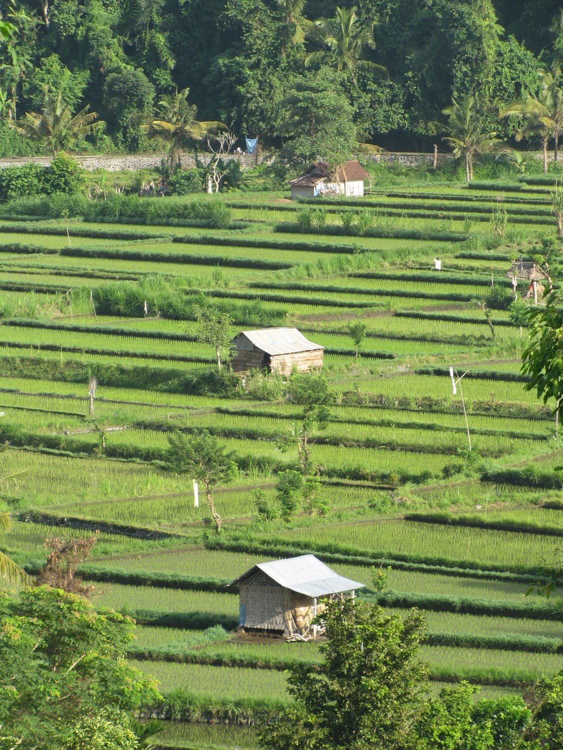Rice field trekking near Mount Agung