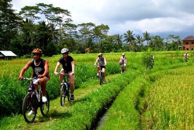 Rice field cycling tour near Ubud