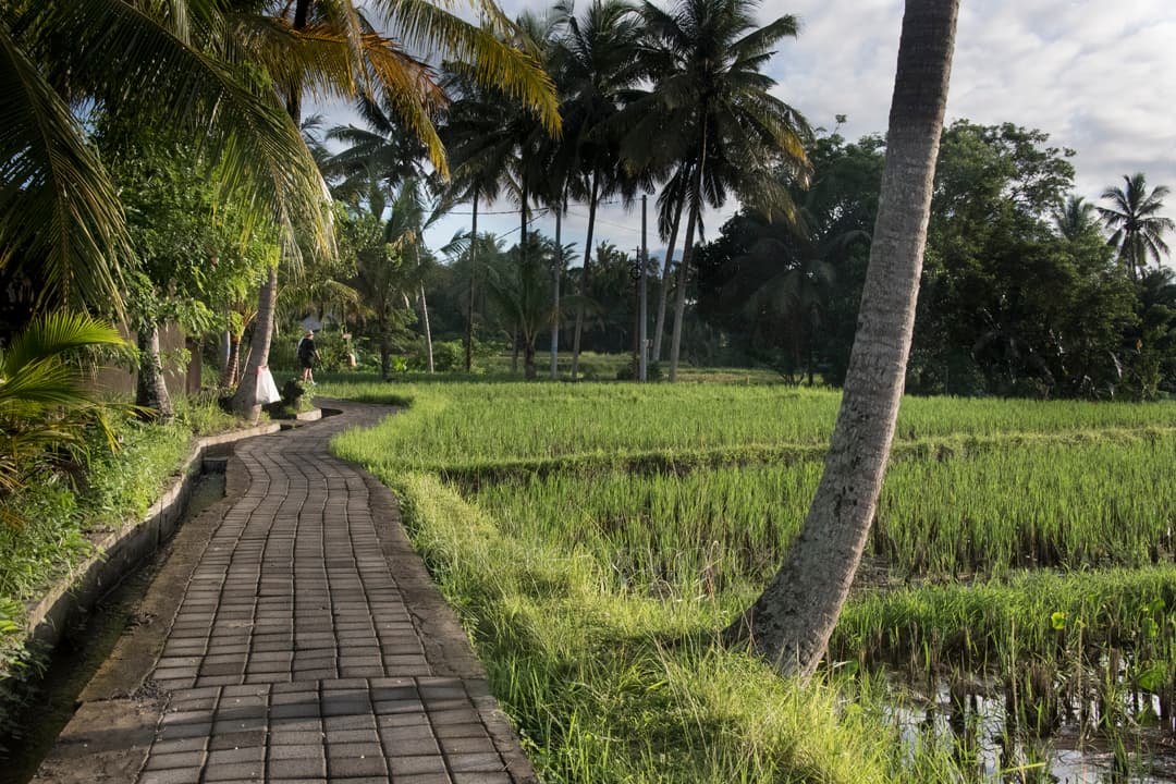 Sari Organik walk in Ubud