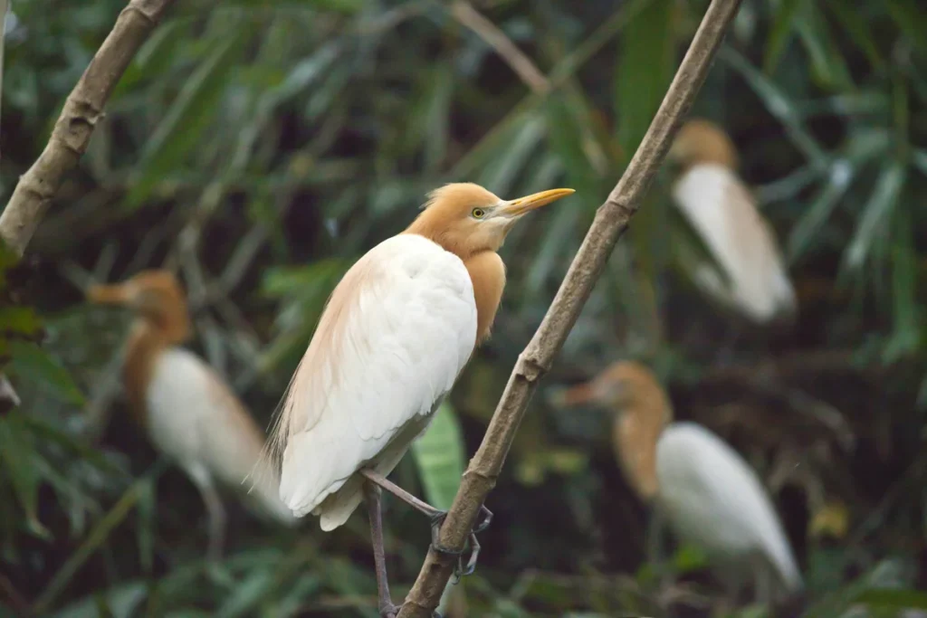 A Cattle Egret (Bubulcus ibis) with vibrant orange breeding plumage perched on a bamboo branch in Petulu Village, Ubud, as seen from the grounds of Bali Hidden Villas.