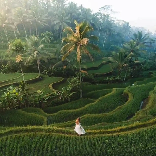 Why Quality Service is the Soul of the Best Villas in Ubud Rice Terrace Tegallalang Bali