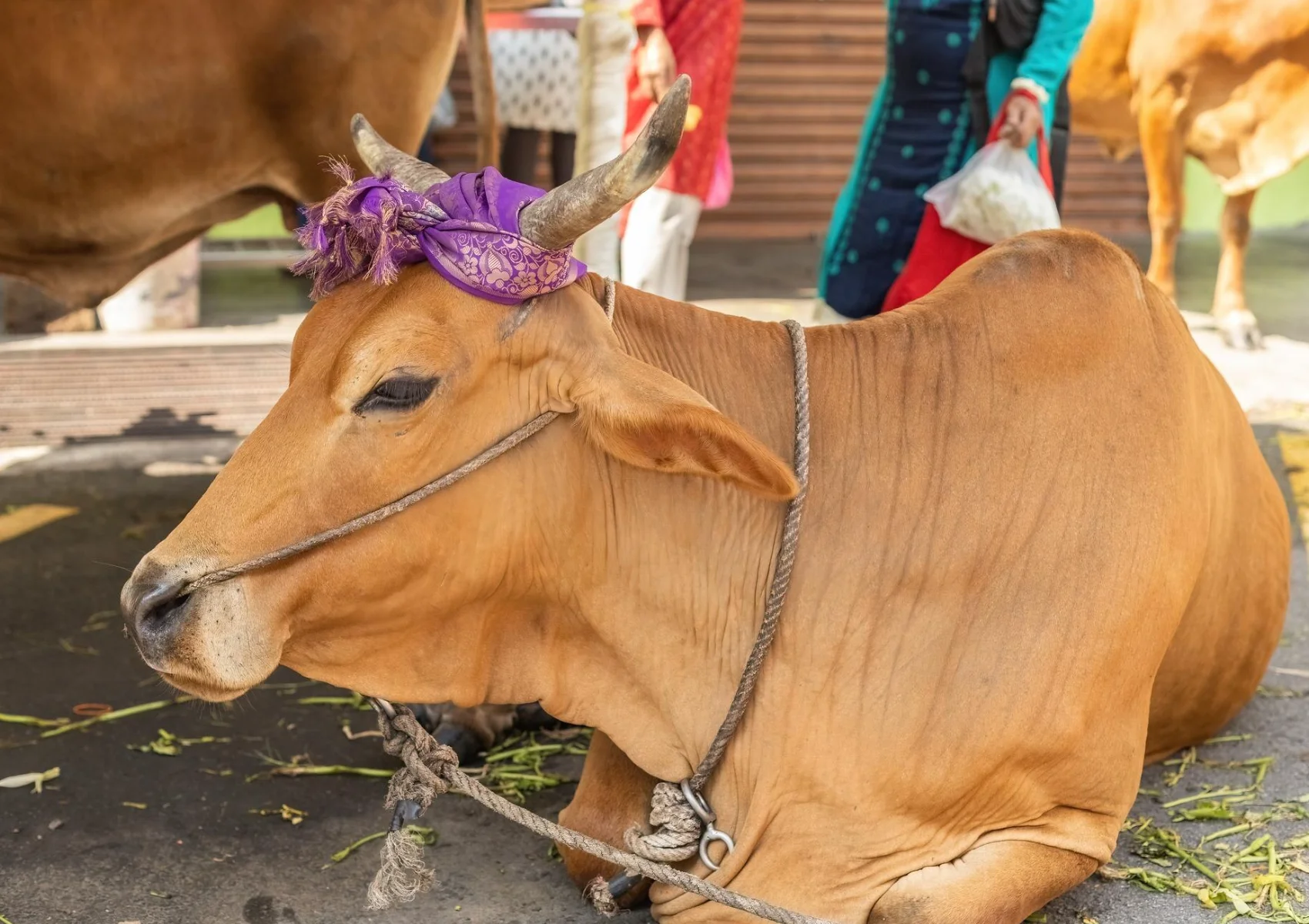 Cow decorated for Tumpek Kandang ceremony, a Balinese Hindu ritual honouring animals with blessings and offerings in Bali.